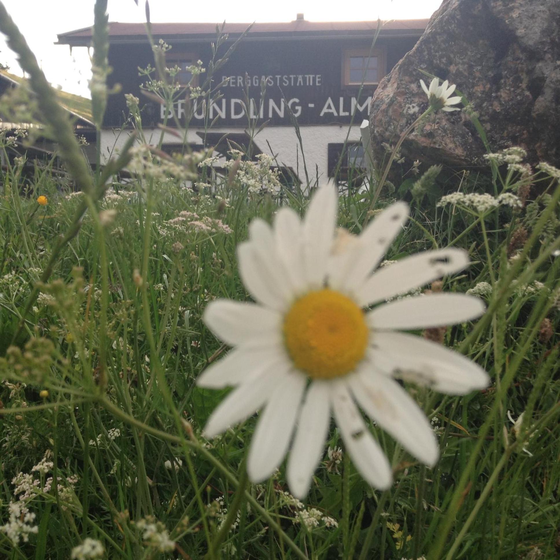 Bruendling-Alm Berggasthof Auf 1167M Auf Dem Hochfelln Otel Bergen  Dış mekan fotoğraf